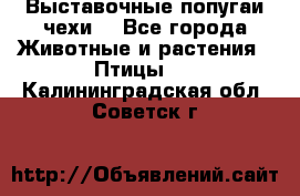 Выставочные попугаи чехи  - Все города Животные и растения » Птицы   . Калининградская обл.,Советск г.